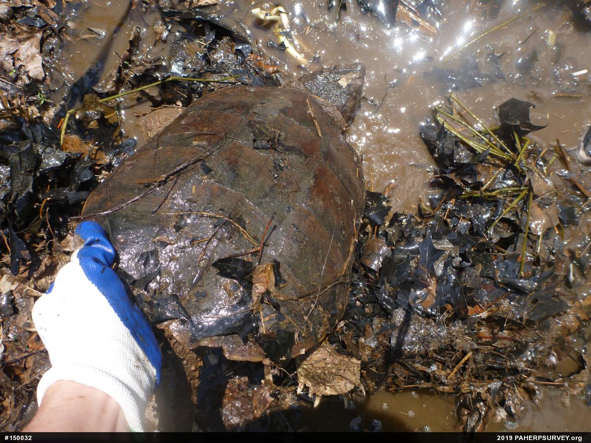 Snapping Turtle