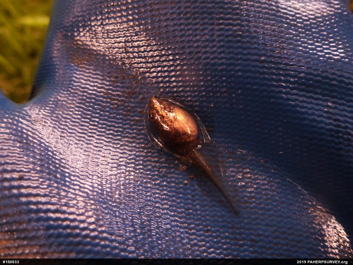 Wood Frog
