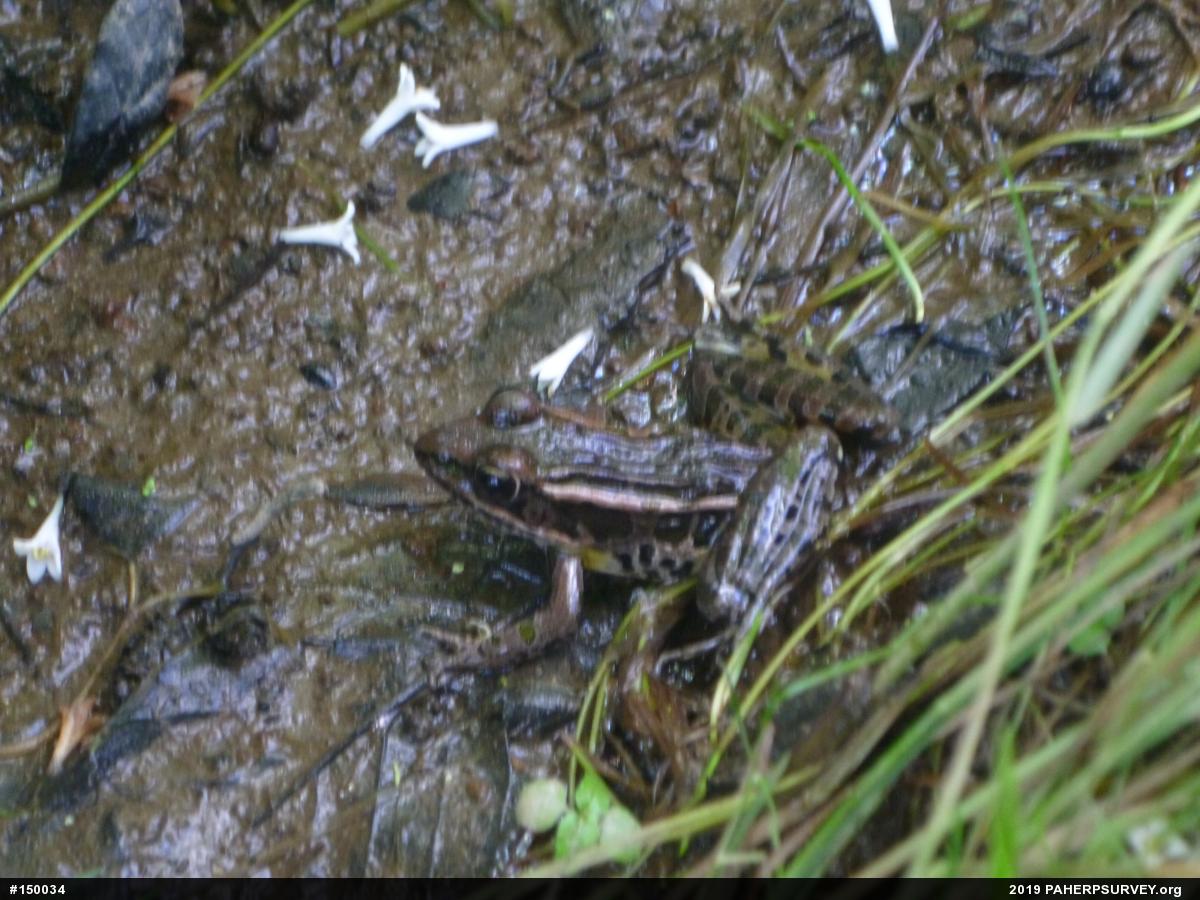 Pickerel Frog