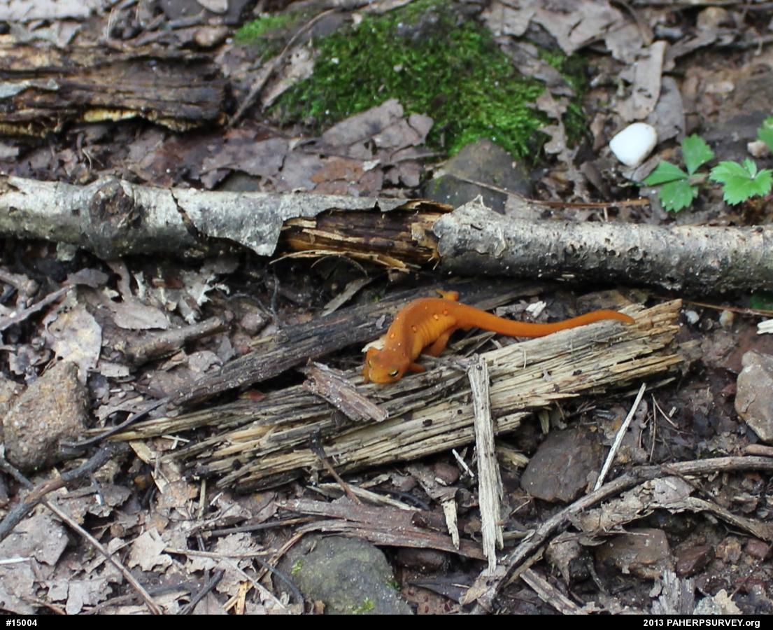 Red-spotted Newt