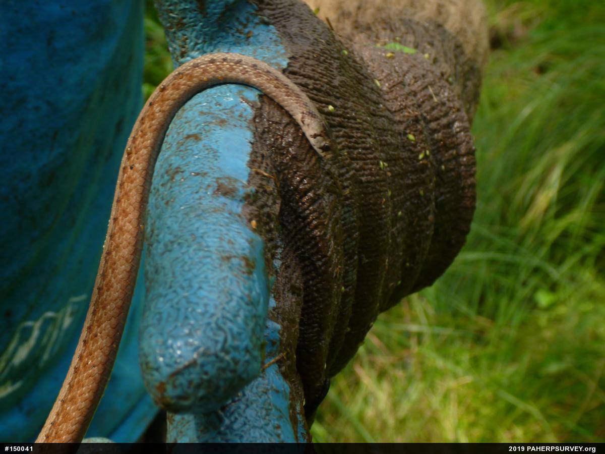 Dekay's Brownsnake