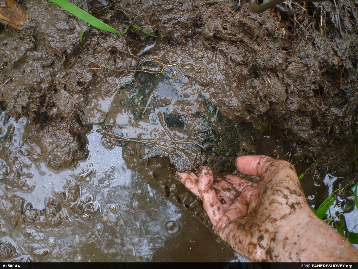 Snapping Turtle