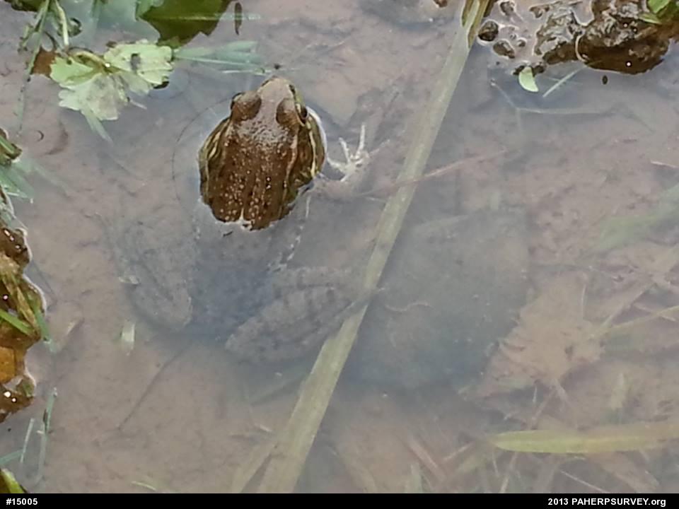 Green Frog
