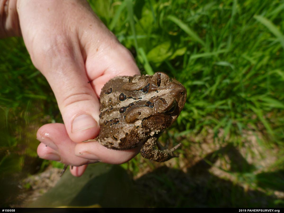 Eastern American Toad