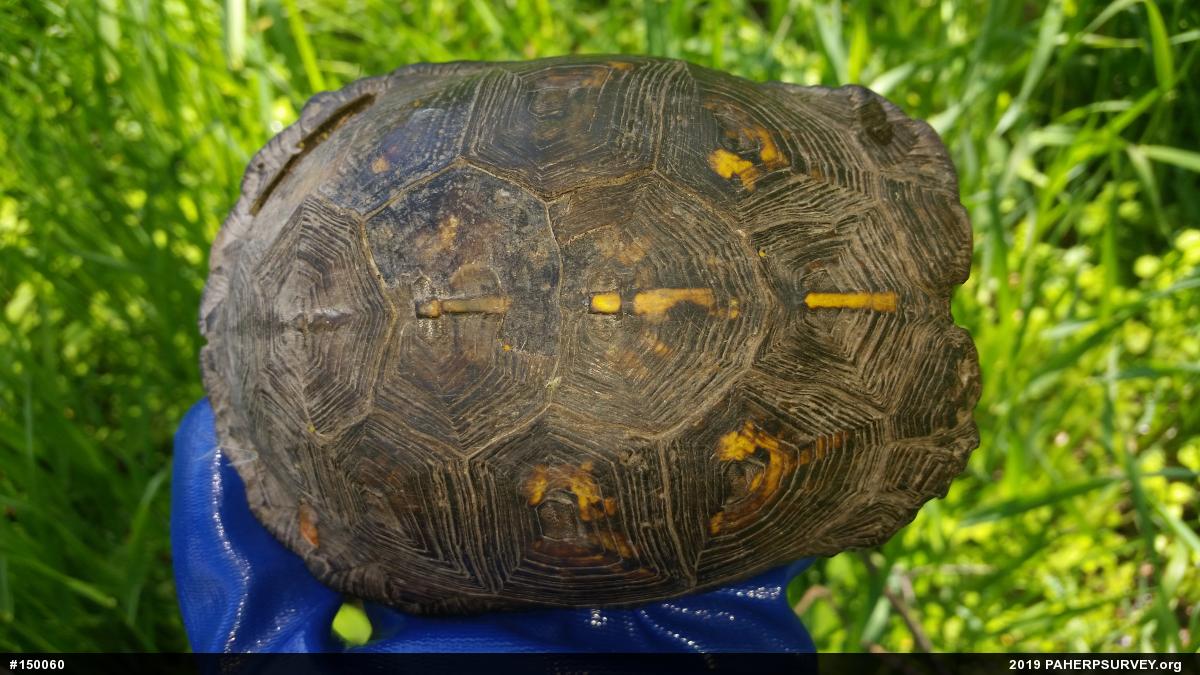 Eastern Box Turtle