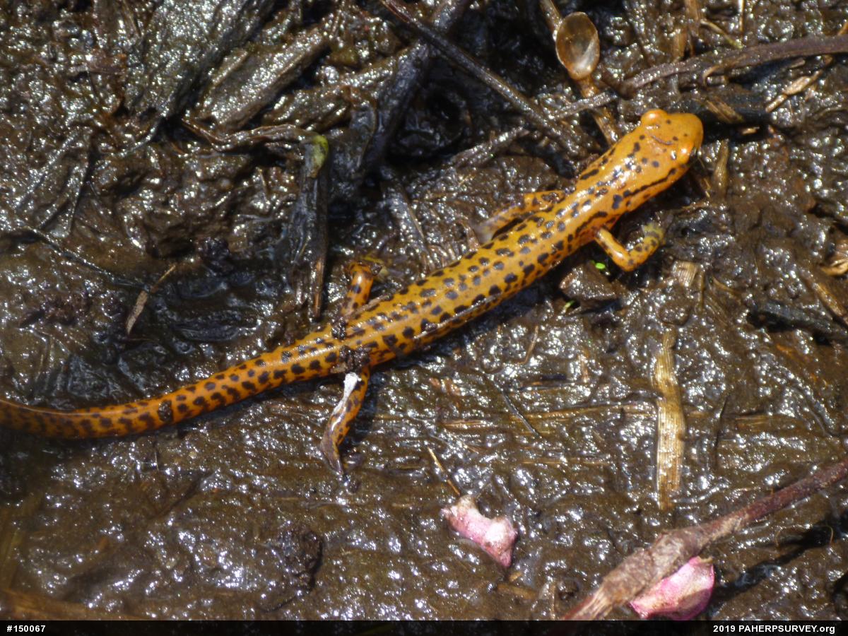 Eastern Long-tailed Salamander