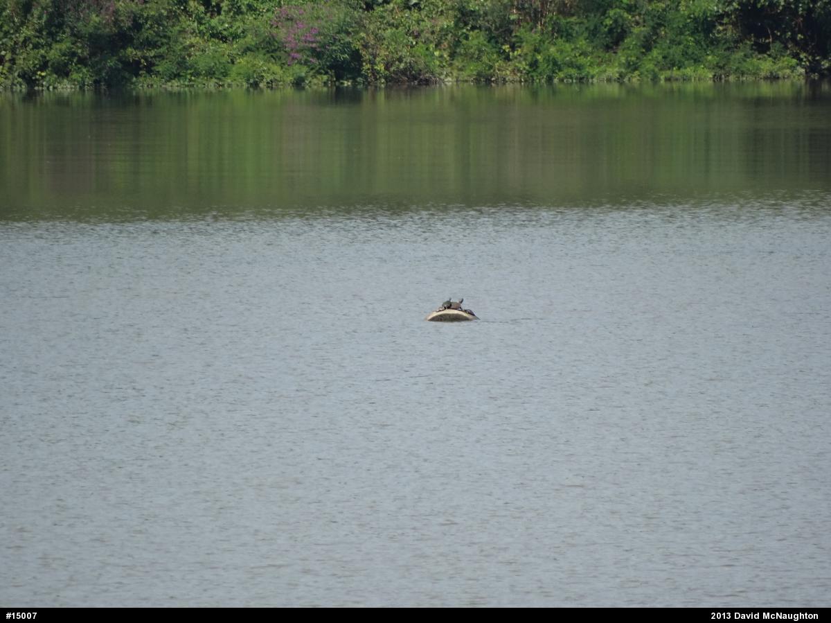 Northern Map Turtle