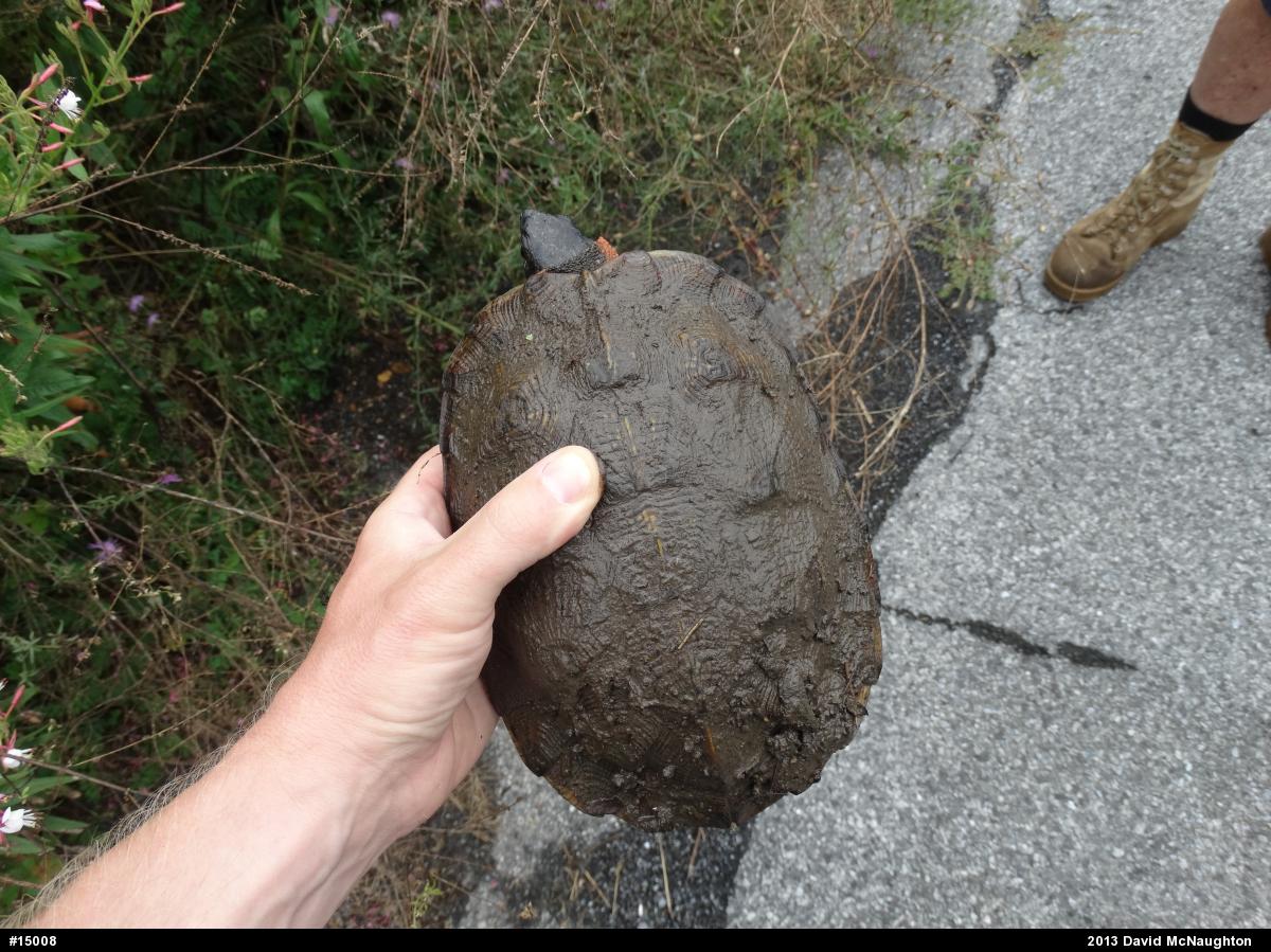 Wood Turtle