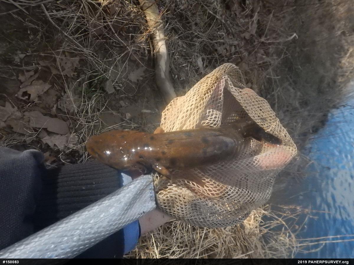 Common Mudpuppy
