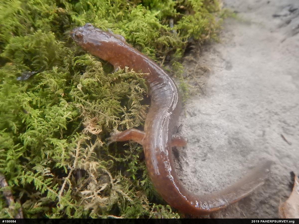 Northern Spring Salamander