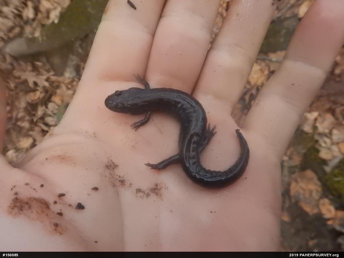 Northern Dusky Salamander