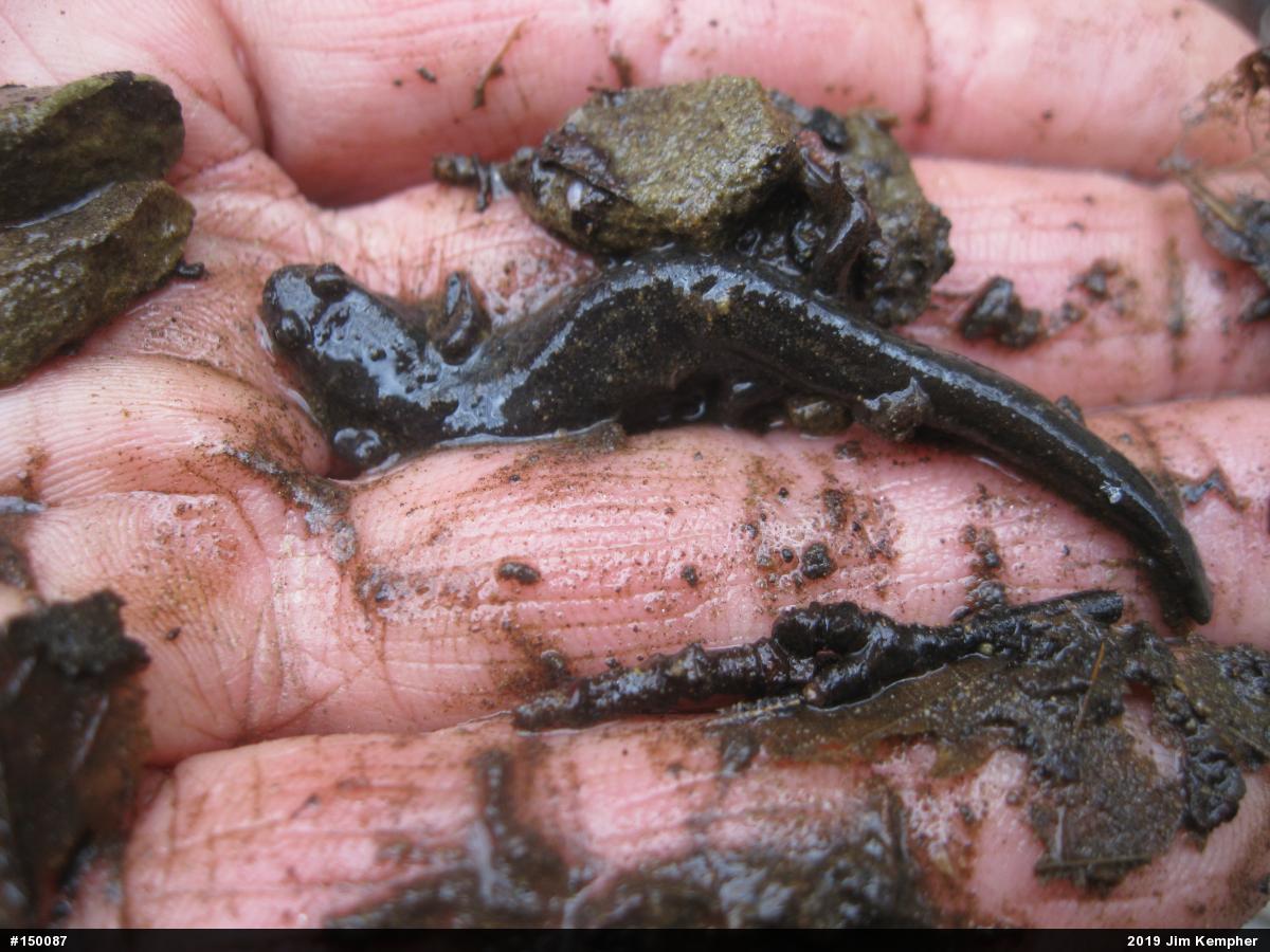 Northern Dusky Salamander