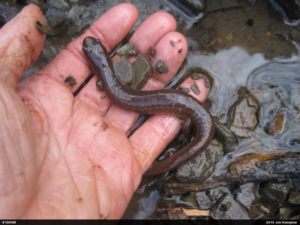 Northern Spring Salamander