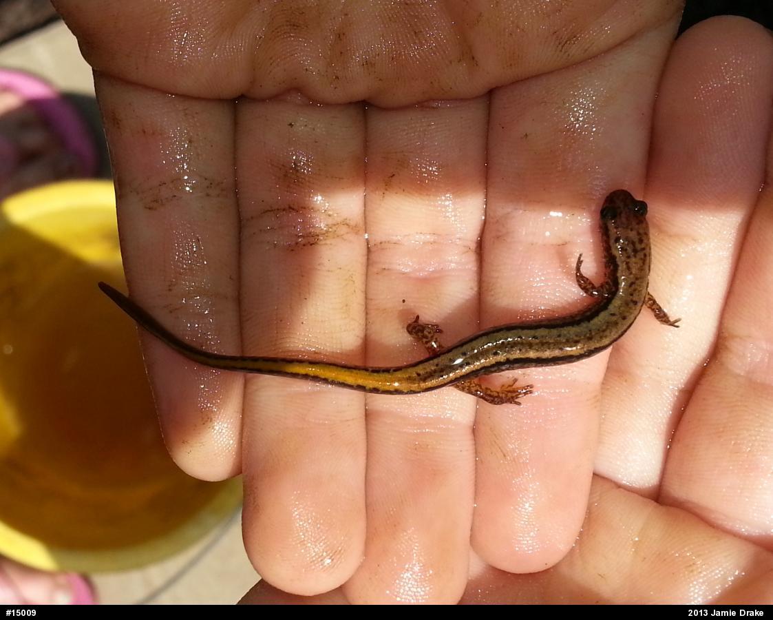Northern Two-lined Salamander