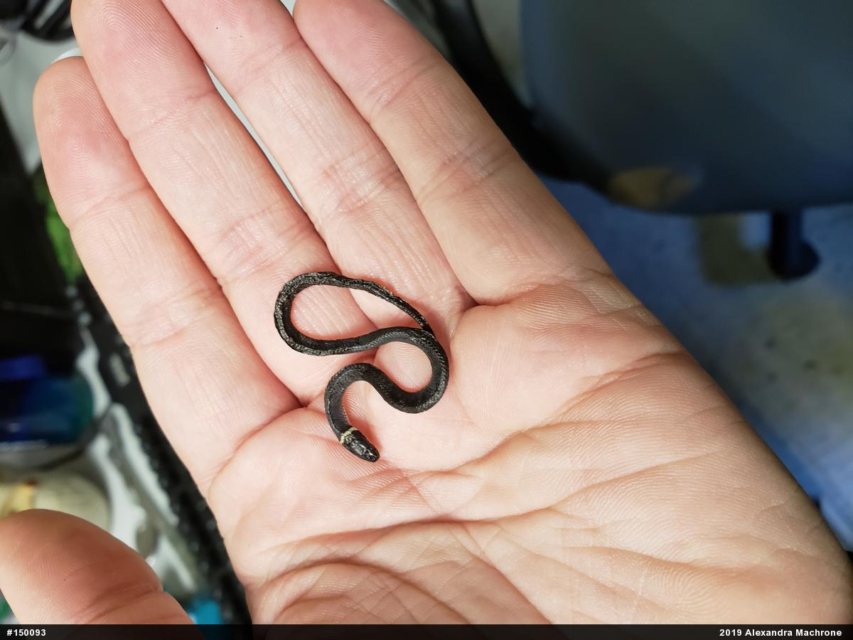 Northern Ring-necked Snake