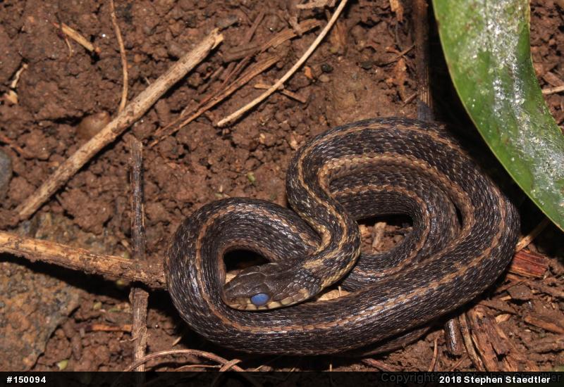Eastern Gartersnake