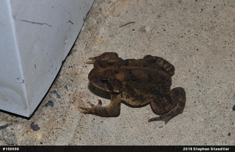 Eastern American Toad