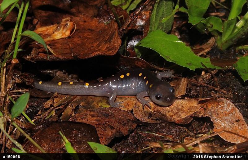 Spotted Salamander