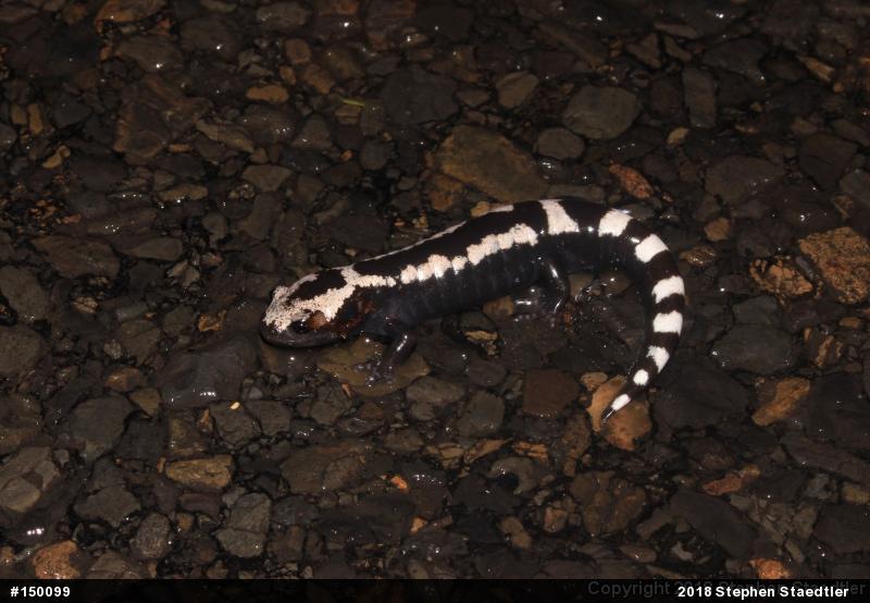 Marbled Salamander