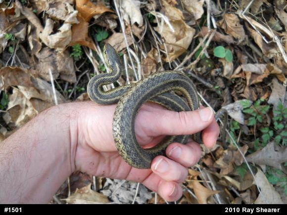 Eastern Gartersnake