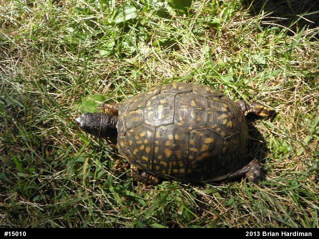 Eastern Box Turtle