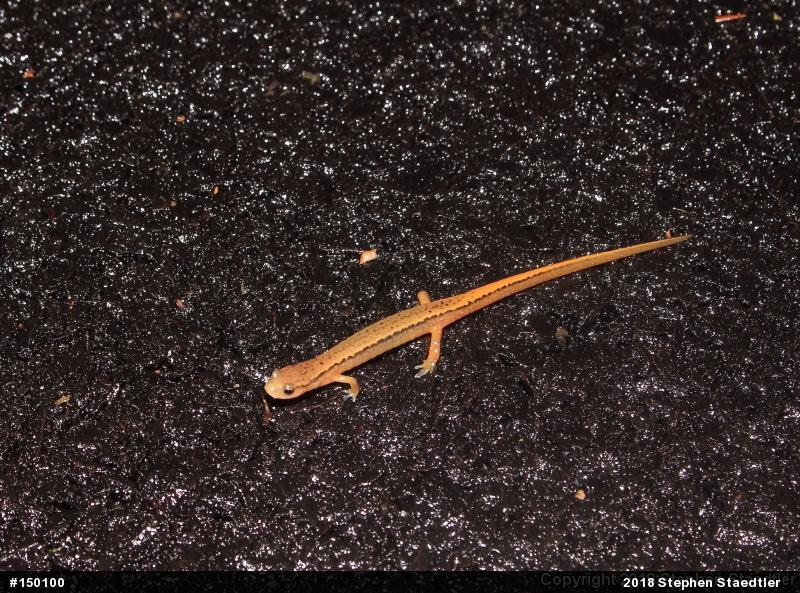 Northern Two-lined Salamander