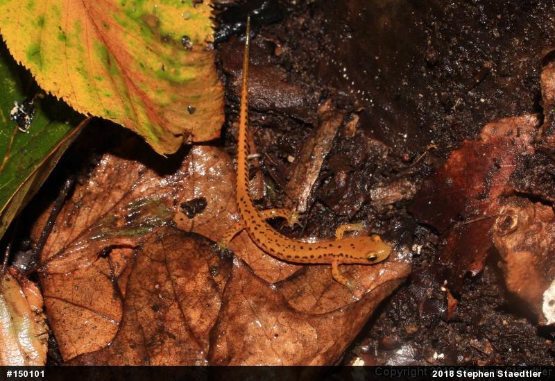 Eastern Long-tailed Salamander
