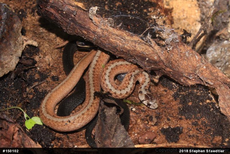 Dekay's Brownsnake