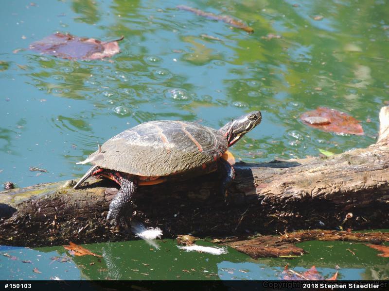 Eastern Painted Turtle