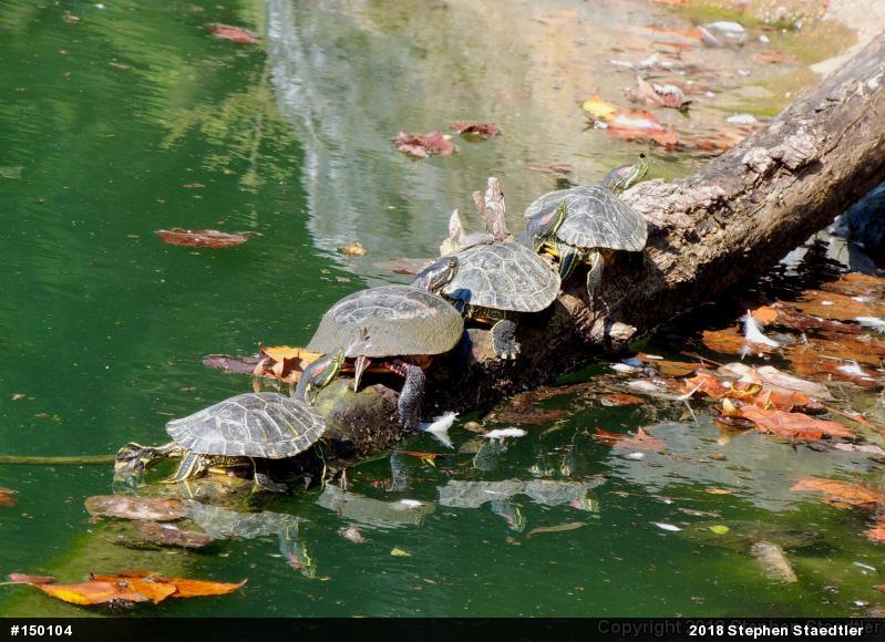 Red-eared Slider