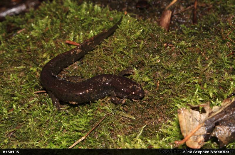 Northern Dusky Salamander