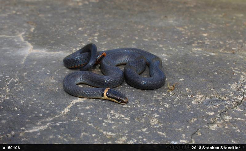 Northern Ring-necked Snake