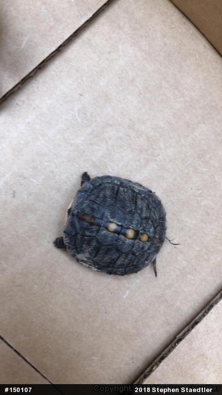 Eastern Box Turtle