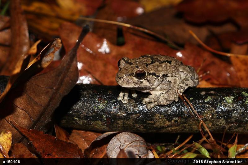 Unknown Gray Treefrog