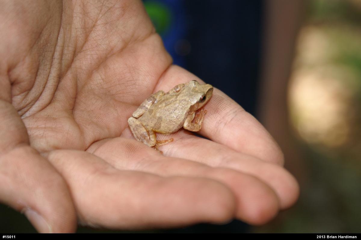 Spring Peeper