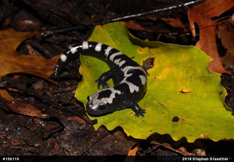 Marbled Salamander