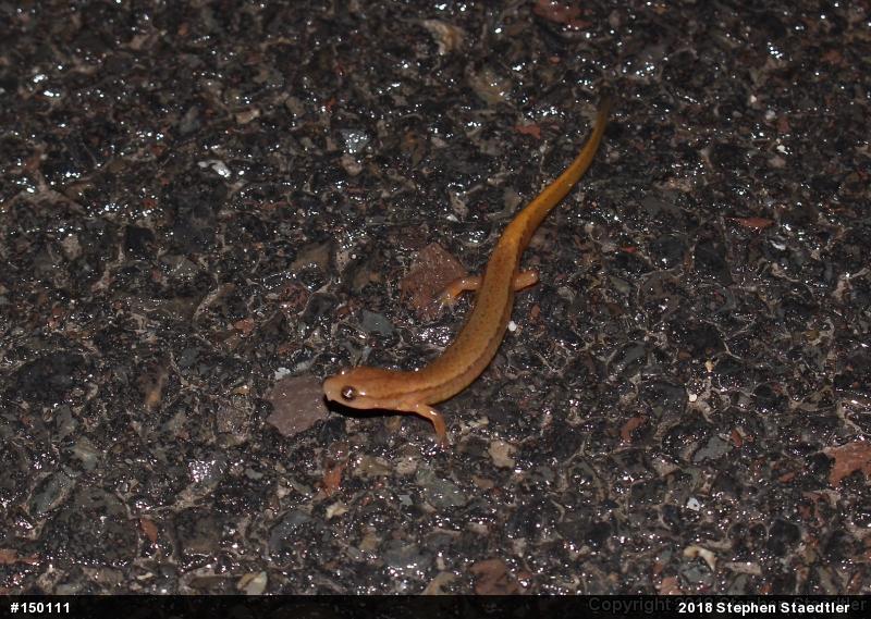 Northern Two-lined Salamander
