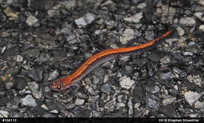 Eastern Red-backed  Salamander