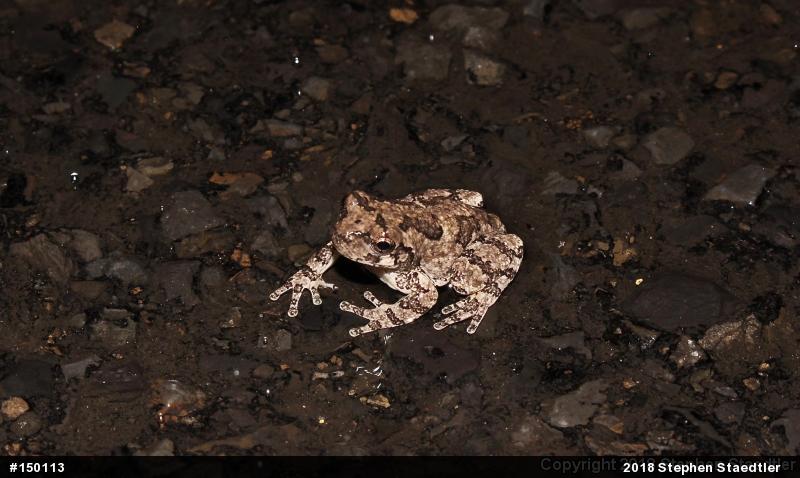 Unknown Gray Treefrog