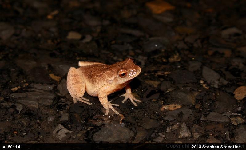 Spring Peeper