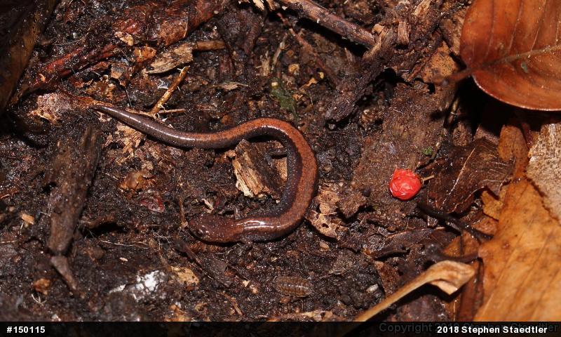 Eastern Red-backed  Salamander