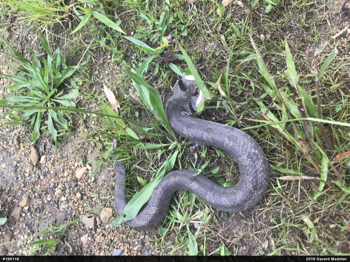 Eastern Hog-nosed Snake