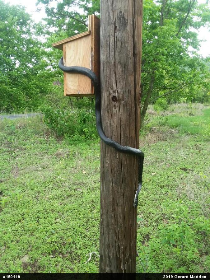 Eastern Ratsnake