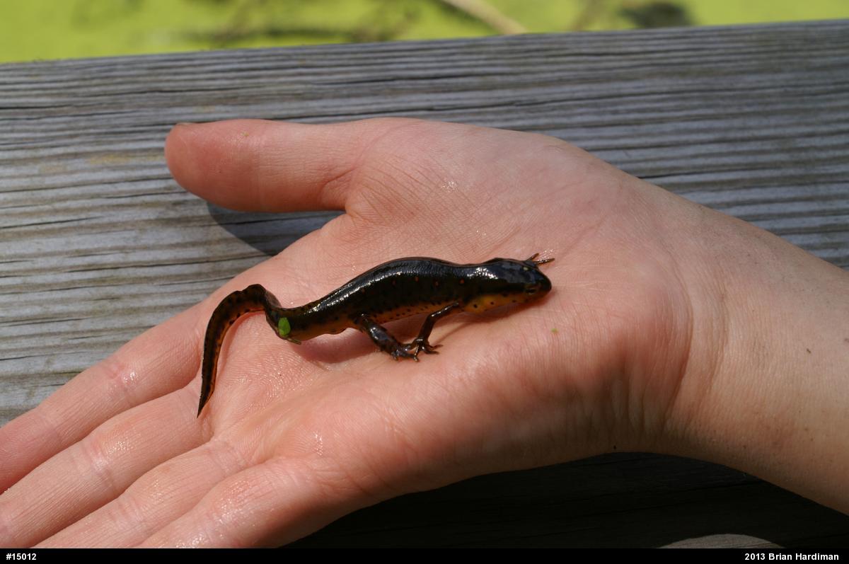 Red-spotted Newt