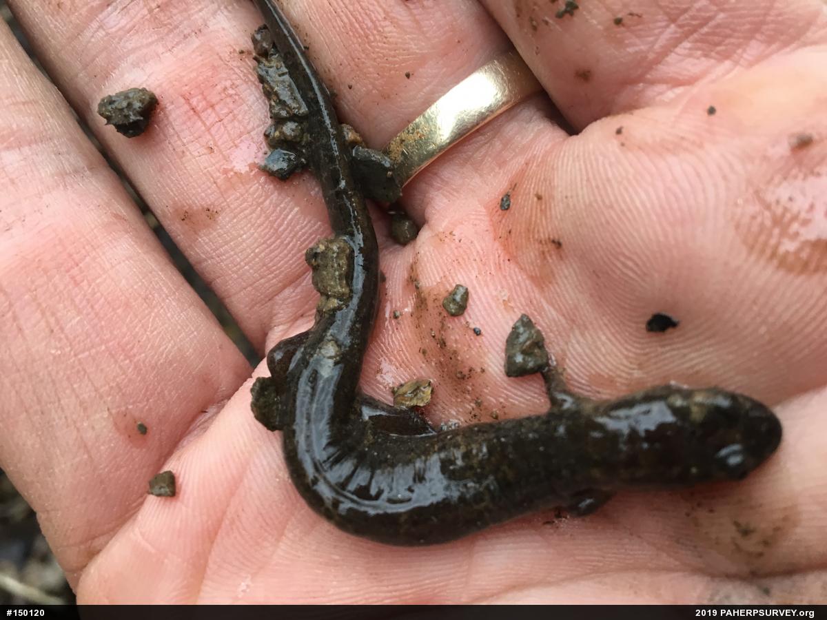 Northern Dusky Salamander