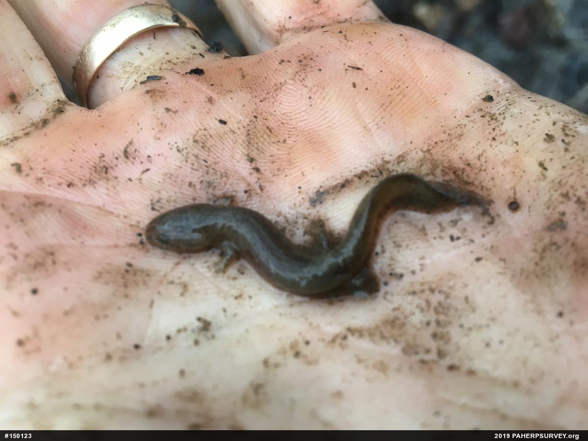 Northern Spring Salamander