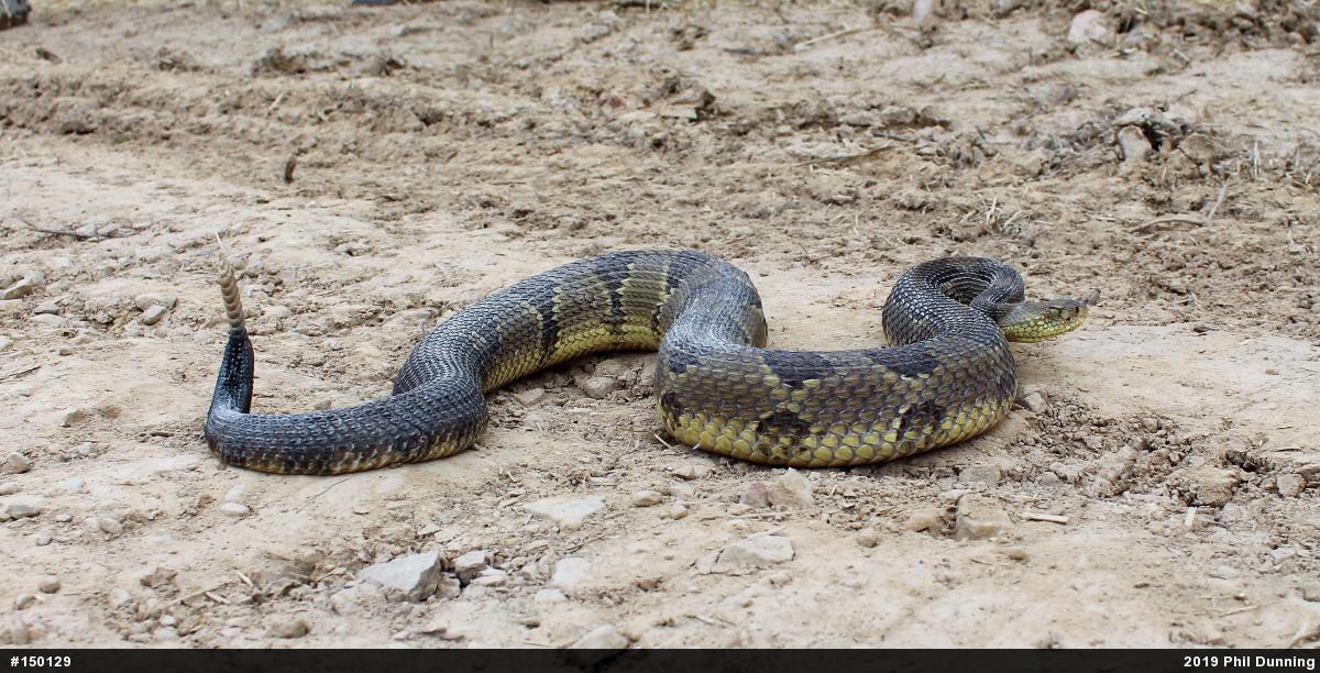 Timber Rattlesnake