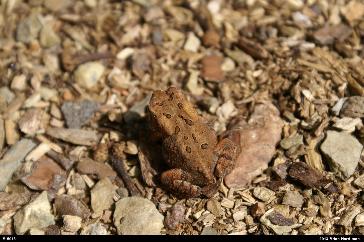 Eastern American Toad