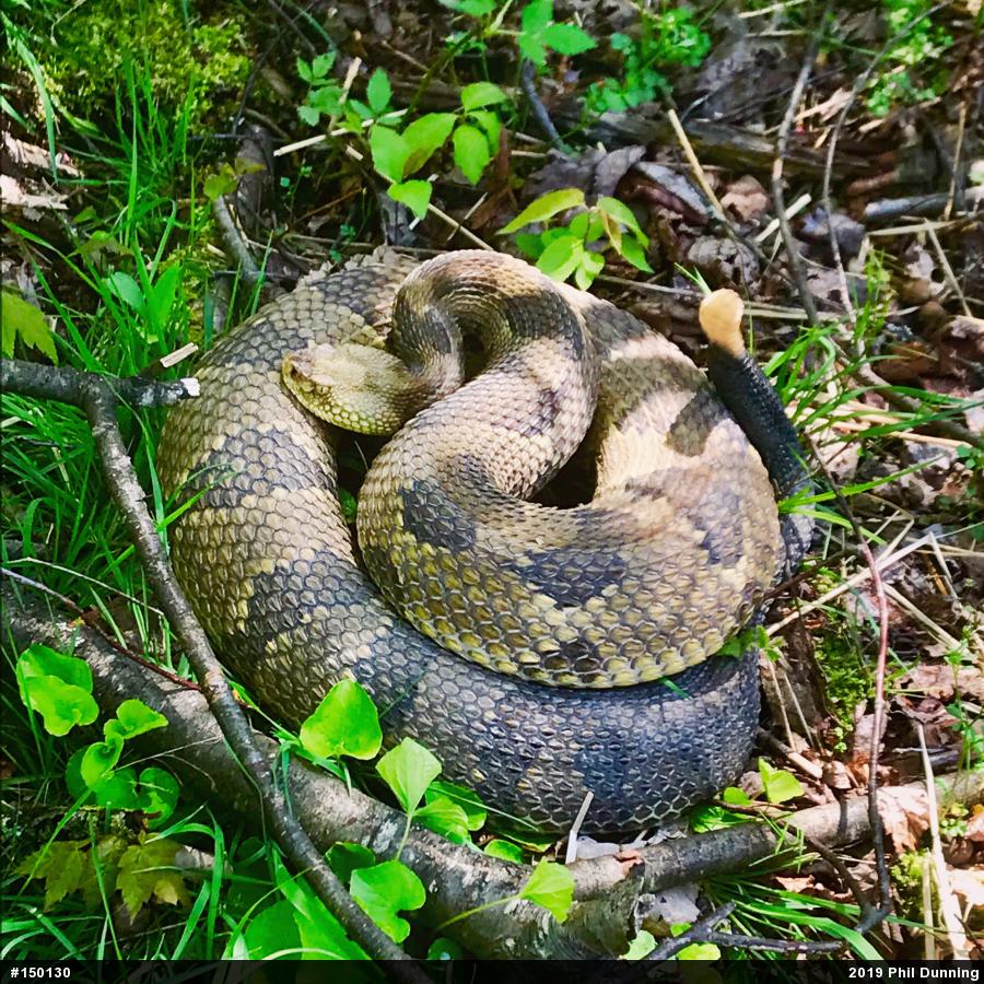 Timber Rattlesnake