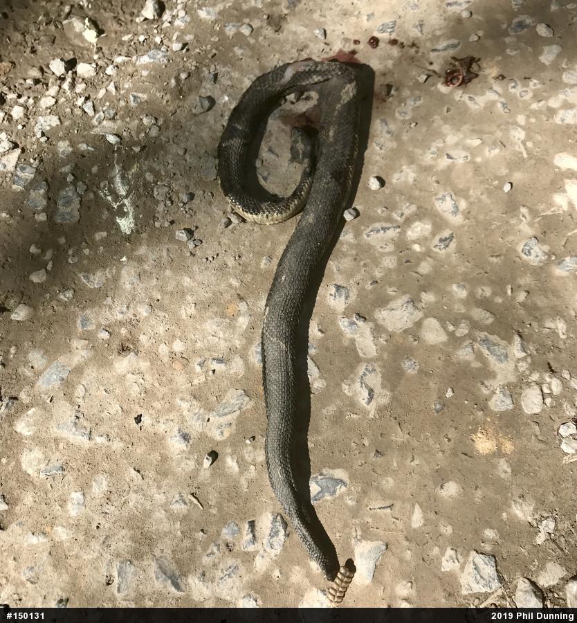 Timber Rattlesnake